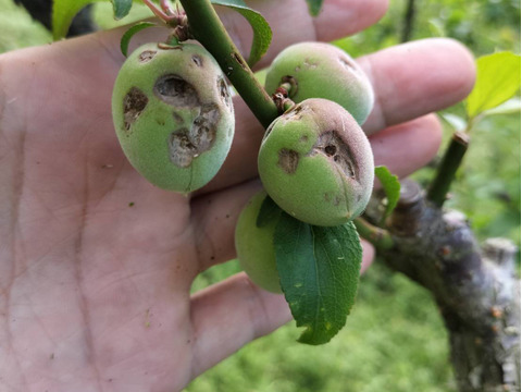 【1口500円】令和7年 雹（ひょう）被害 生産者応援チケット