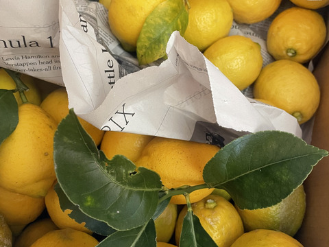 【KUMANO LEMON】リスボンレモン 3kg(18個〜24個)
⭐︎採れたて直送⭐︎