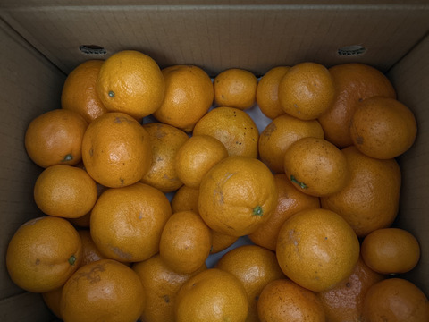 【前回即完売】糖度最高クラス！濃い味好きのための有田みかん 5キロ箱 和歌山県 有田 みかん 2S~3Lサイズ　家庭用キズあり