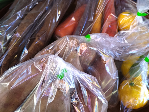 とりたての旬野菜セット１２種類前後【農薬・化学肥料不使用】