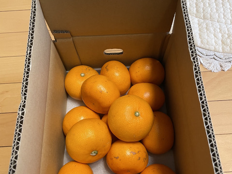【 発送開始】代々橙せとか　家庭用３kg♪