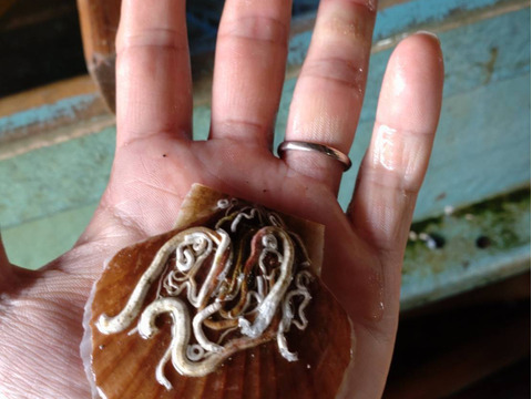 青森陸奥湾ホタテ稚貝　約2キロ