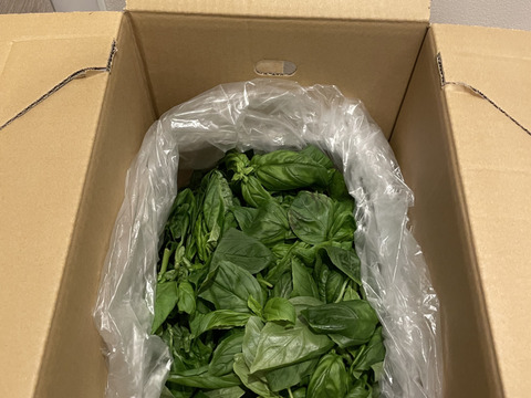 ＜スウィートバジル＞500g＊【おうちごはん】【パスタ】【バジルソース】【ジェノベーゼ】【pizazz】【ピザ】