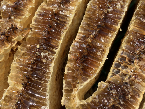 富士山麓の「にほんみつばち」HONEY 天然はちみつ　50g×2本セット　ニホンミツバチ