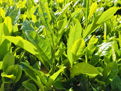 ほっと一息。そらのお茶（200g×2袋）