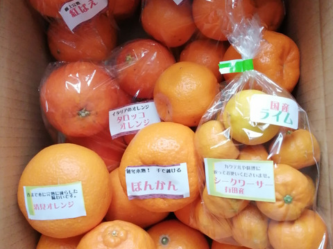 樹上完熟！オマケ付　春柑橘よくばりセット4.8kg(箱込）