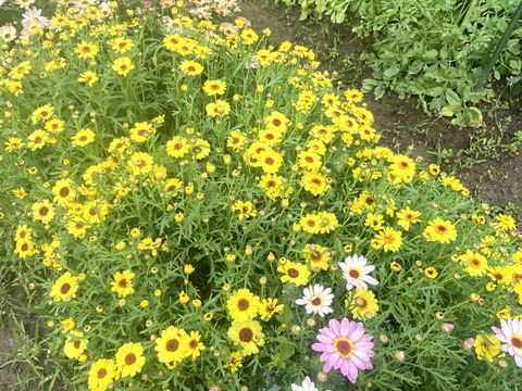 【カラフルなマーガレット20本】癒しと見ているだけで元気が出るハッピーブーケです。マーガレットは見た目が可愛いだけじゃなく、花もちが良いのも魅力。