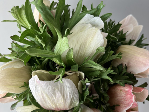 【アネモネ】ピンクなど暖色系&白　　💐12本2束セット💐