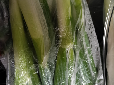 【破格のお値段！業務用向け】寒さで甘味を蓄えた新鮮長ネギ（お徳用５kg・約３０〜４０本入り）