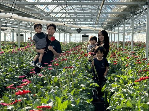 【20本】２等品わけありガーベラ (40cm)