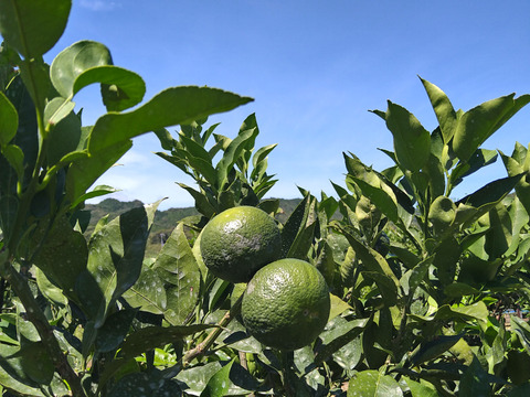 じゃばら果皮粉末入り七味唐辛子