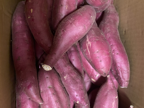 【今期最後】訳あり！　シルクスイート　10kg