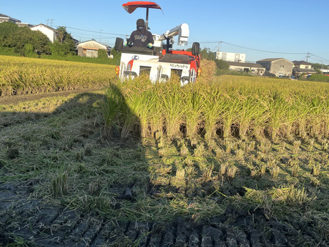 新米 令和7年度産【もりのくまさん】白米5キロ 熊本の地下水使用