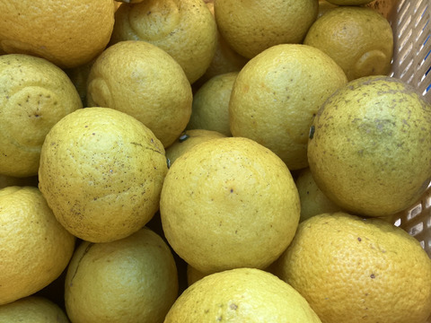 【見た目は酸っぱそうだけど　酸味のない】　愛媛県産　はるか3kg（1kg6個程度）