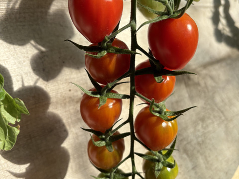 切ったらハート⁈  美味しくてかわいいトマトベリー　2kg(1kg×2箱)