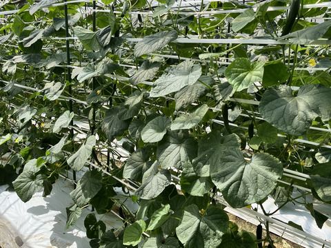 【曲がり】ハウスきゅうり　2.5キロ　宮崎県産