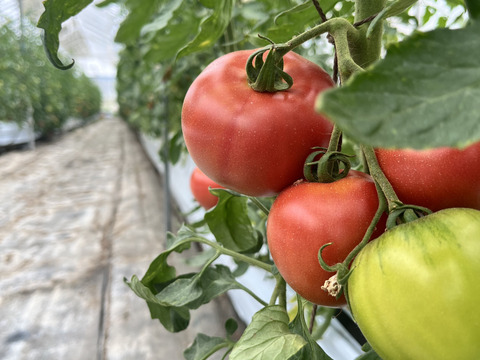 ジューシー完熟取りたて信州トマト（約2kg）