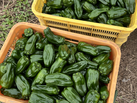 【旬の夏野菜】熊本県産　ピーマン １kg 特別栽培農産物