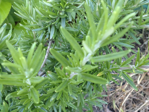 ローズマリー 約15cm✕3のフレッシュローズマリー🌿生葉🌿約15cmのローズマリー、3本分のお届け🌿※品種はお選びできません☆自然栽培 🏣ゆうパック