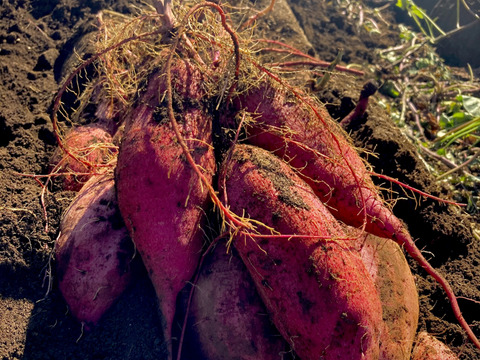 【2種食べ比べセット】シルクスイート・紅はるか土付き（2kg）500gずつ個包装