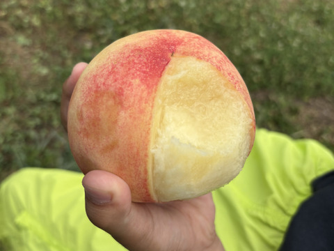 桃 あかつき 小玉～中玉 3キロ箱 9～15玉 長野県産