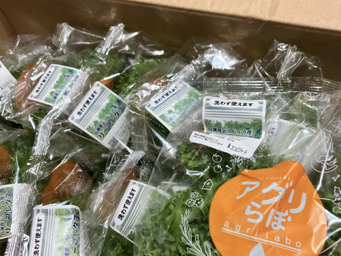 洗わなくても食べられる　フリルレタス　シャキシャキ長持ち　葉ごころレタス（個包装で12個入）