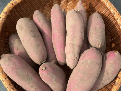 新種さつまいも　すぐ甘い！「あまはづき」5kg