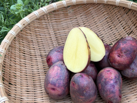 グラウンドペチカ｜ほくほく甘い 島育ちのじゃがいも 五島産 ２kg