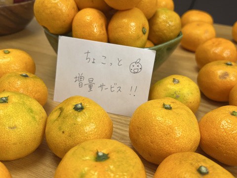 有田みかん【ゆら早生】小粒小玉　3.5Kg（箱込）