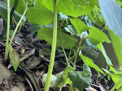 ふき！美味しい！20本   
( フキ  ふき  蕗 )