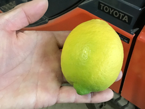 リスボンレモン3キロ(２０玉前後)