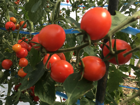 美味っ❗️ミニトマト200g✖️6パック