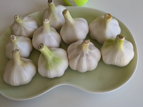 【生ニンニク500g】農薬・化学肥料・除草剤は不使用