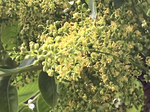 令和7年、今年も美味しい百花新蜜が採れました！
【12月は20セット限定販売】
純粋鹿児島産百花蜜500g ニューボトル
2本セット
メール便でお届けします。