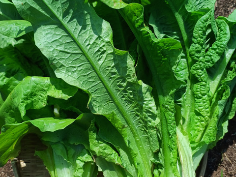 2種類の茎レタス（ステムレタス）5キロ（箱込み）