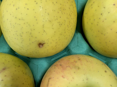 🍏青森りんご🍏　規格外品『黄金ふじ』約３Kg　９～１５個入り