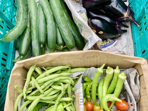 【栽培期間中、農薬・肥料不使用】旬のお野菜詰め合わせセット（5～8品目）