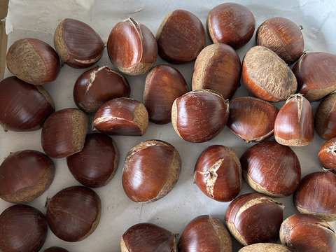 栗ポロタンの販売を終了致しました。 ぽろたん／ポロタン＜栗の品種：