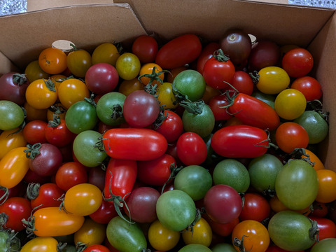 その日に採れた分だけその日に発送！！2㎏入り