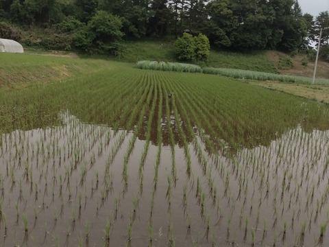 新米 令和7年産  これを食べたらやめられない　ゆうだい21  白米5㎏