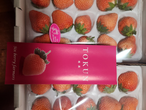 希少品種「桃薫」大粒２パック（9～20粒 約300g×2）贈答用 ブランドいちご イチゴ 苺 ギフト スイーツ 果物 プレゼント 贈り物 お礼品 誕生日