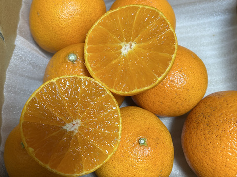 みかんGP2026最高金賞】愛果48号【新品種】甘平×まどんな【紅