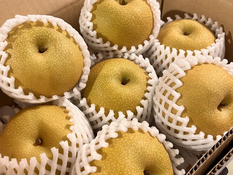 大豊作‼️300円引き【繊細なシャリ感と上品な甘さ‼️】あきづき梨贈答用2.2kg(4-7個入)✨️甘くて果汁たっぷり💦シャリシャリ食感と桃のような風味が特長です‼️鮮度を保つ為クール便で発送🚚