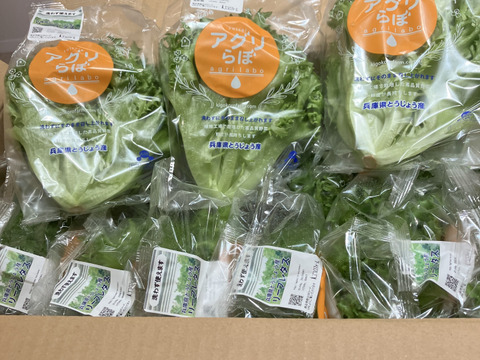 洗わなくても食べられる　フリルレタス　シャキシャキ長持ち　葉ごころレタス（個包装で12個入）