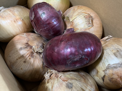 大きい3.8kg🧅新玉ねぎ🧅淡路島極熟玉葱　今が旬‼️ 特別栽培農産物　シャーロットオニオン