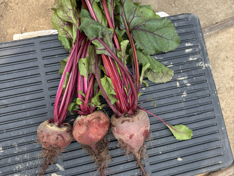 【有機JAS認証】北海道産の元気な土で育ったビーツ（3kg）