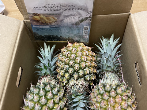 【糖度20度越え！】中玉スナックパイン　お得詰め合わせセット　《4．8～5ｋｇ》熨斗対応可