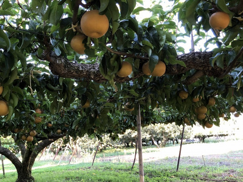 豊水　家庭用5㎏特大11玉