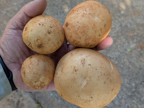新じゃがいも 沖永良部島産　25キロ（3箱合わせ）