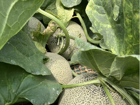 メロンの王様！イバラキング【大玉】2玉